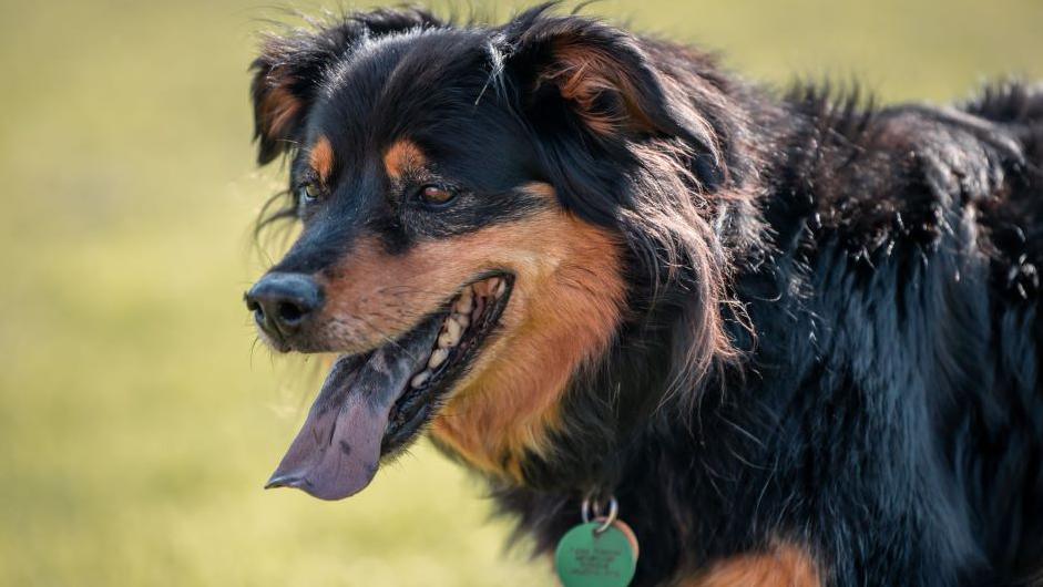 Dog at race registration