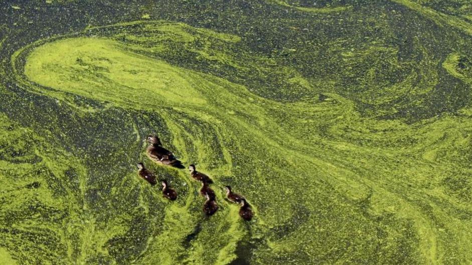 Ducks in water surrounded by blue-green alage