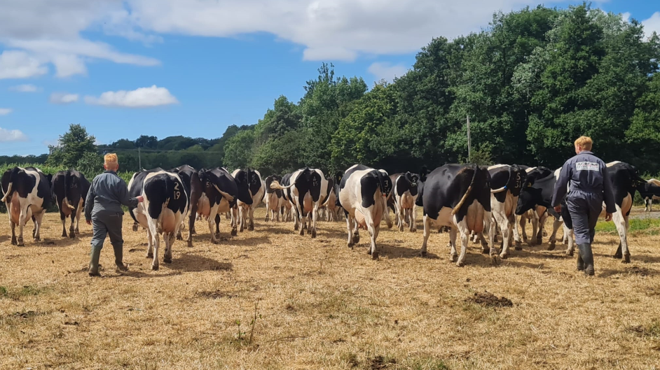 Mr Cornock and his assistant walks through a brown field behind a crowd of dairy cows. The grass is dead under the blue sky.