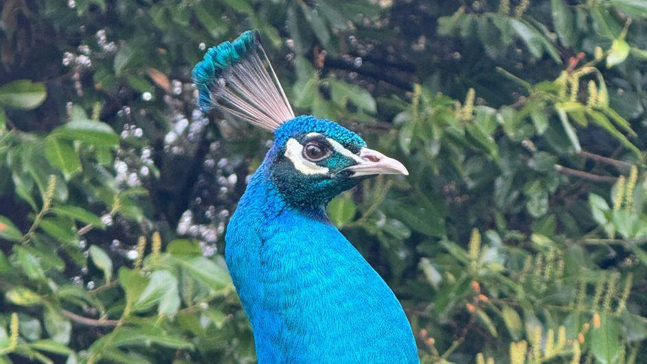 The blue neck and head of Percy the peacock, pictured against green bushes in a garden.