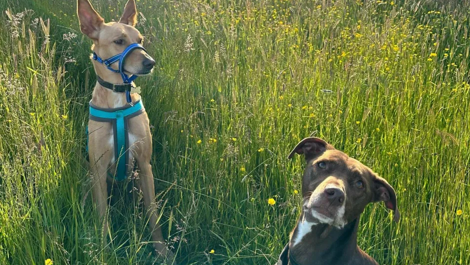 Two dogs sitting in long grass