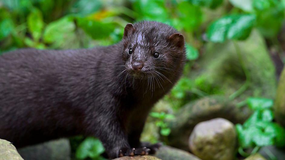 An American mink on a river bank