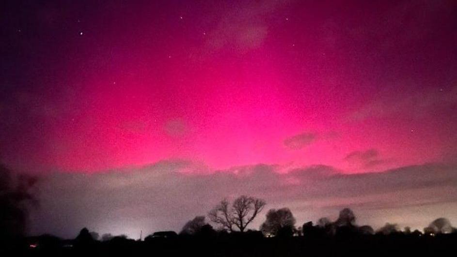 Pink Northern Lights above trees.