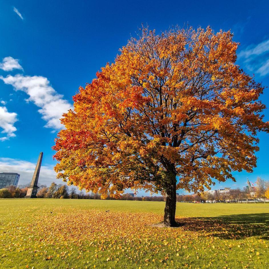 Tree in Glasgow Green