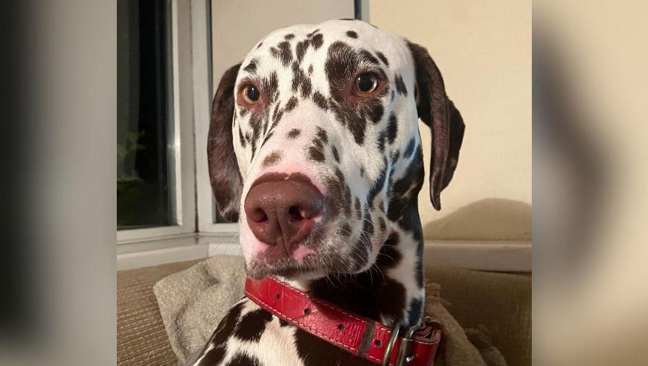 A black and white dalmation dog faces the camera. It is wearing a red leather collar and is sitting on a brown coloured sofa.