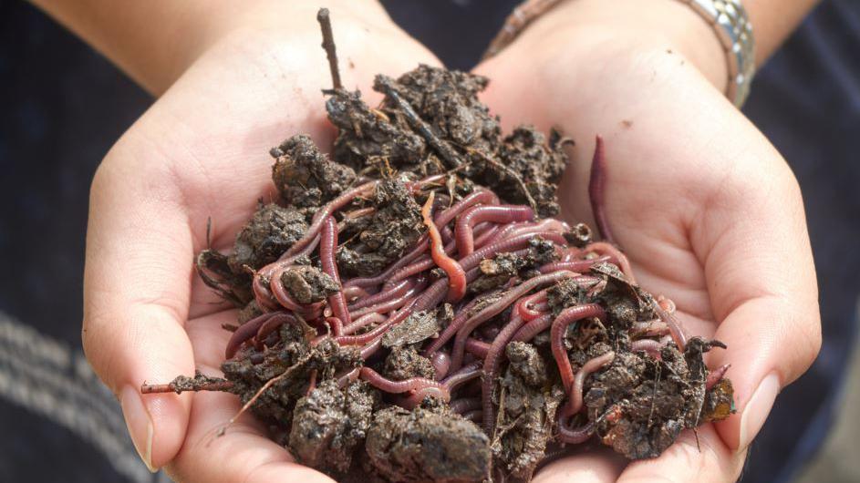 Eathworms, reddish brown in colour, mingle in soil on someone's cupped hands.