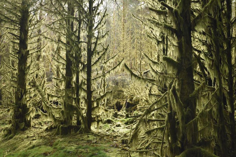 Woodland