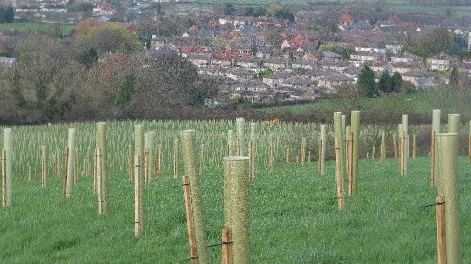 Planted trees in the Great Western Community Forest, Swindon