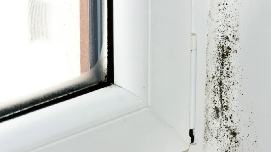 Mould on a window sill is visible next to a white window frame