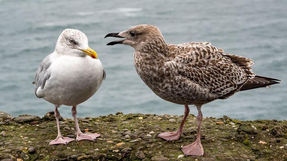 Two seagulls