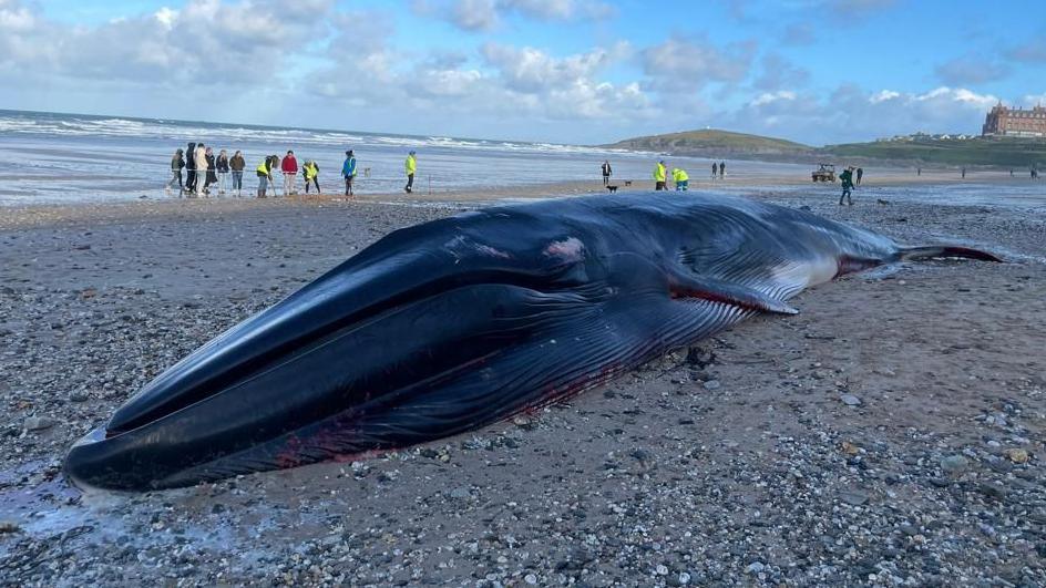 Fin whale at Fistral