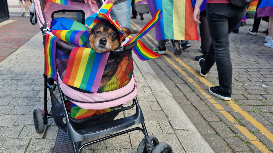 Dog draped in pride flag