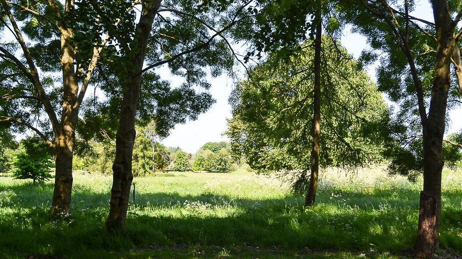 A view of a green meadow on a sunny day looking through some trees