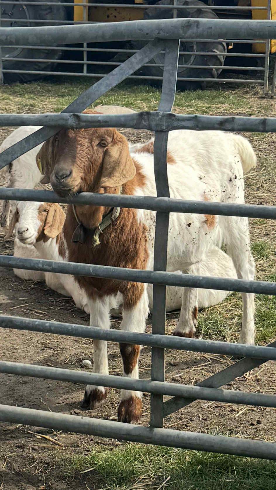 A goat with a brown face and neck and white body with brown spots poking its head through a gate with its chin resting on the bar. Another goat can be seen peeking in the background.