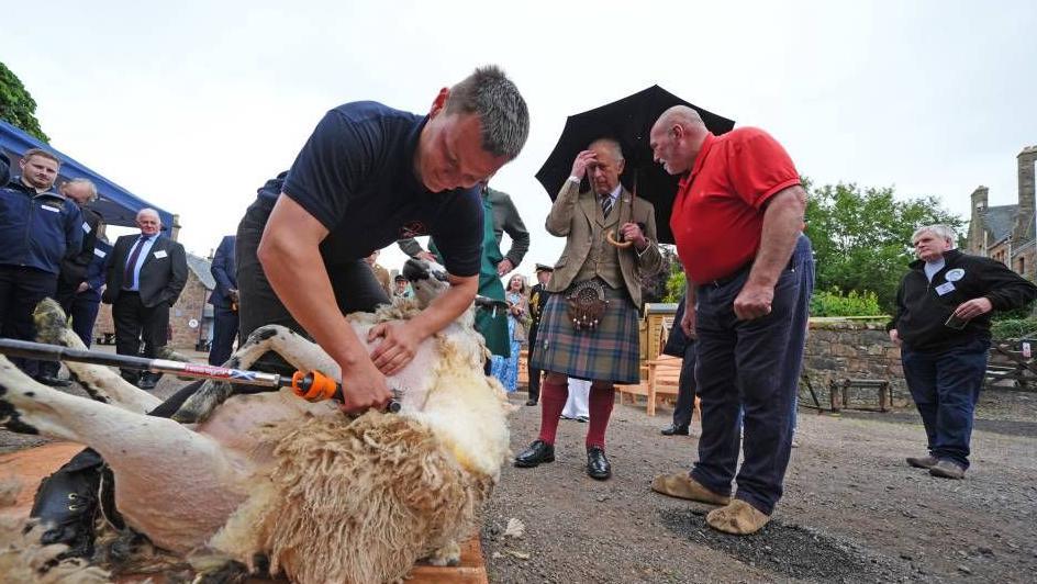 A man knelt down shearing a sheep. The king and a small crowd of people are looking on.