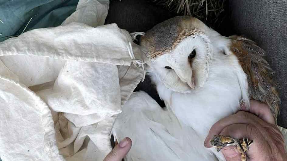 Brown and white barn owl photographed