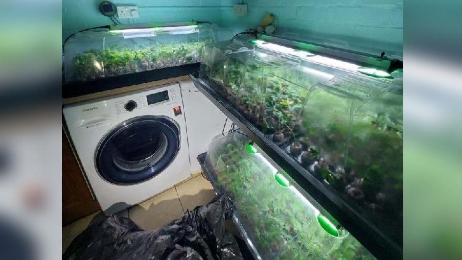 The picture is taken in an area with worktops, and a white washing machine. Lots of small plants in containers are in the room, with 2 on the counter, and one on the floor. 