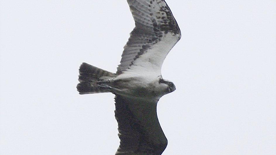 New ringed osprey male