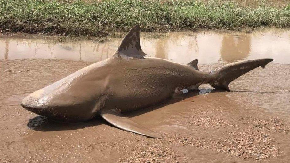 Bull shark