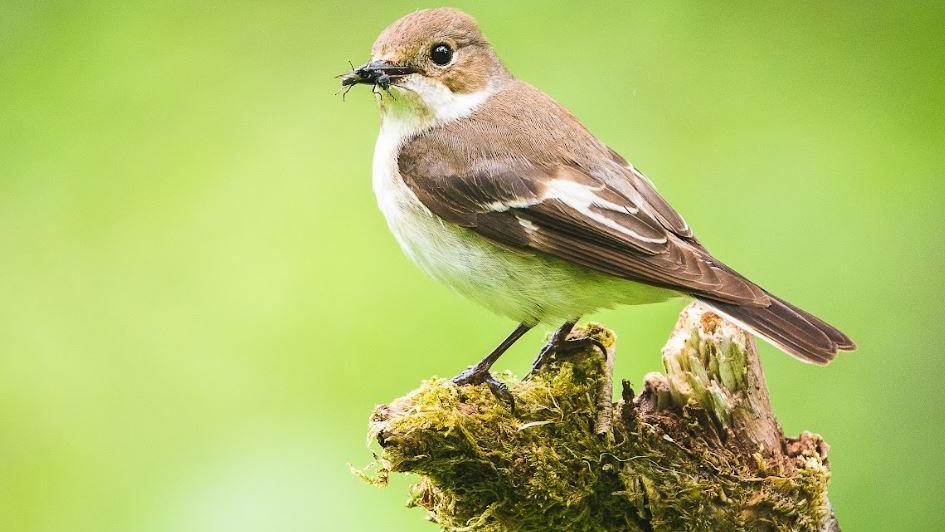 Female pied flycatcher