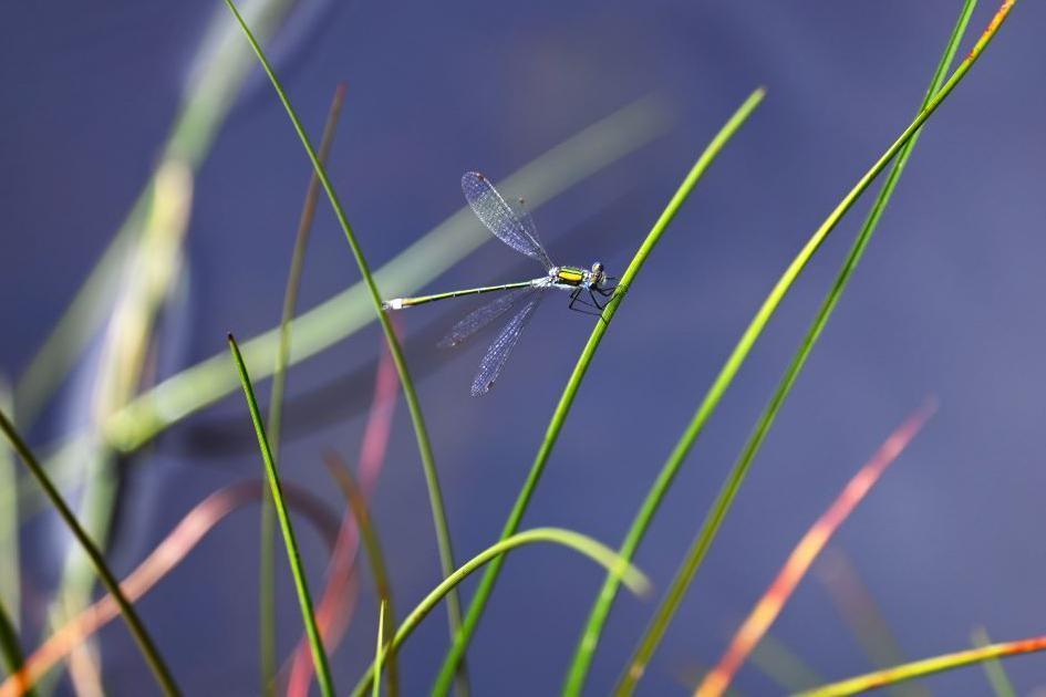 Dragonflies and damselflies