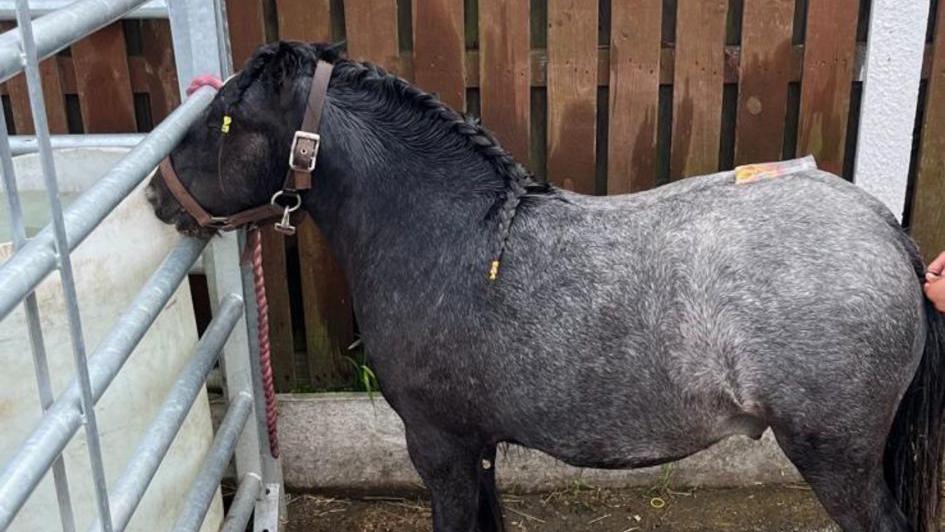 A light and dark grey miniature horse with a brown leather bridle on his head standing next to a gun-metal grey gate.