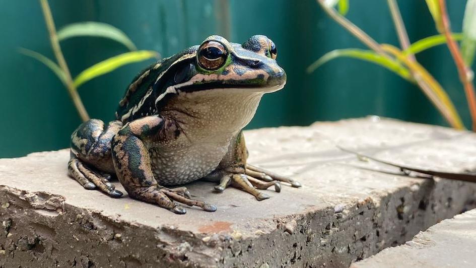 Frog sitting on brick