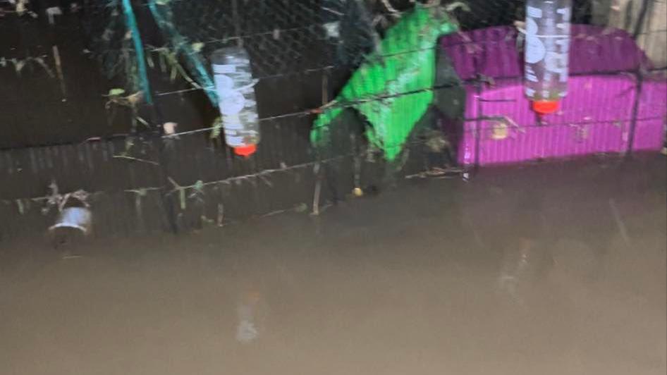 A rabbit hut in a garden is completely submerged under dirty water.