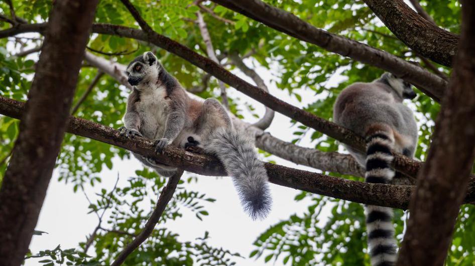 Lemurs in Thailand