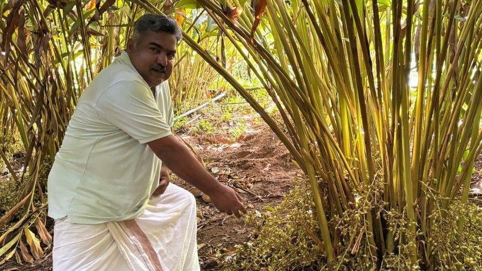 Stanley Pothan points at a cardamom plant at his farm in Kerala