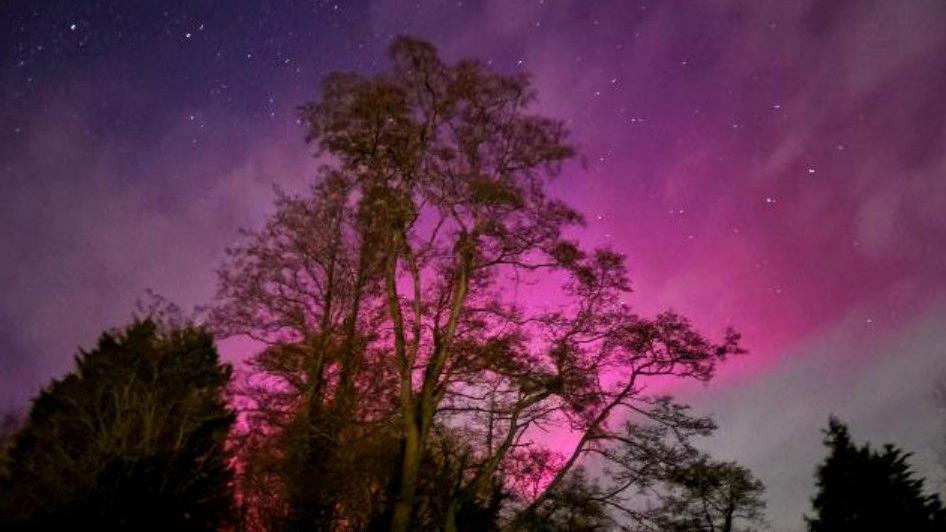 A large tree in front of a bright pink and purple starry sky.