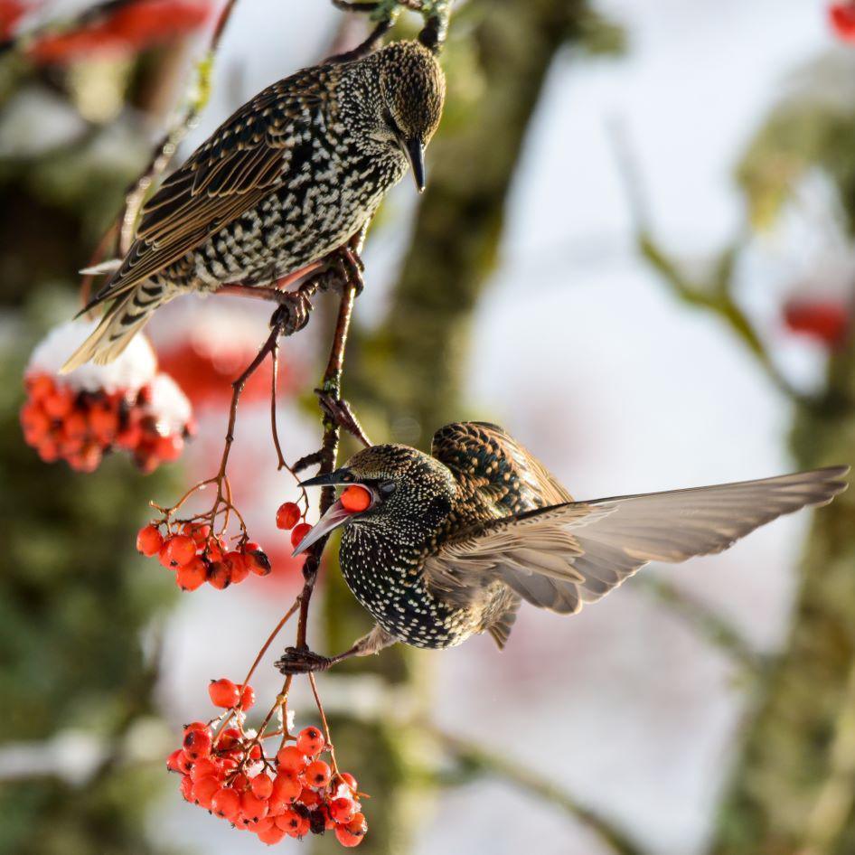 Two brown and speckled starlings on a thin branch, with one with its wings outstretched having a red berry in its beak, and other bunches of red snow-covered red berries in shot. 