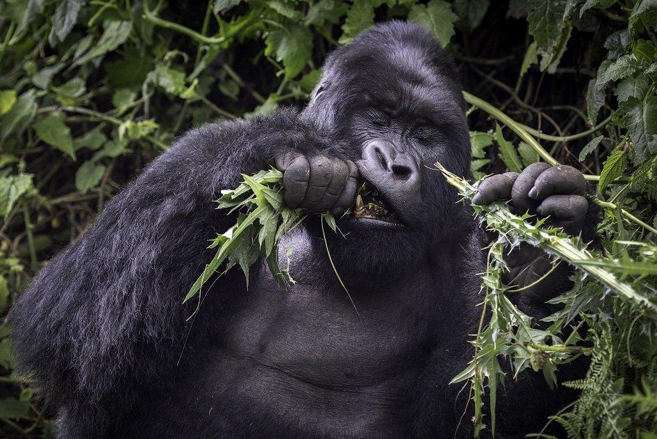 mountain-gorilla.