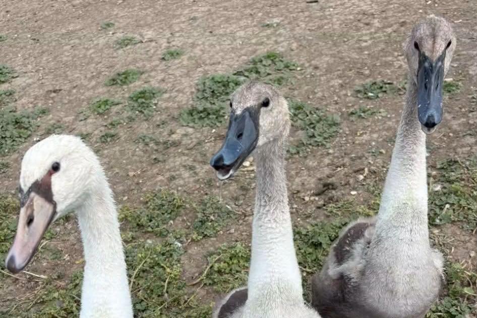 Three swans, one is white and two are grey. They are walking on a green field. 