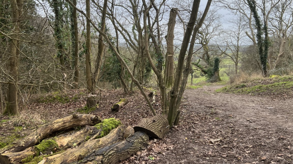 A view of a forest in winter. The ground is muddy and there are no leaves on most of the trees. Some of the trees have been cut down, with logs and stumps on the forest floor.