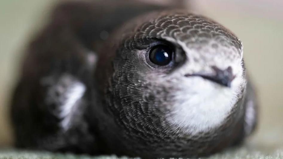 A swift with wings curled under its body