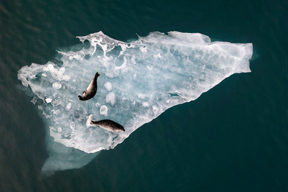 Two seals on a drifting slab of ice in the Jokulsarlon glacial lagoon, southern Iceland.