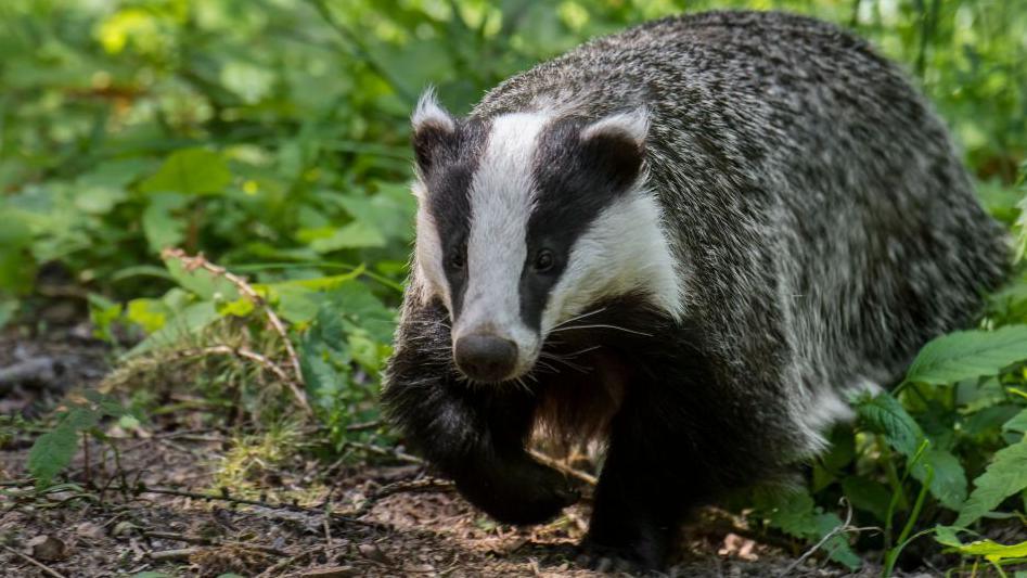 A badger walking through a forest