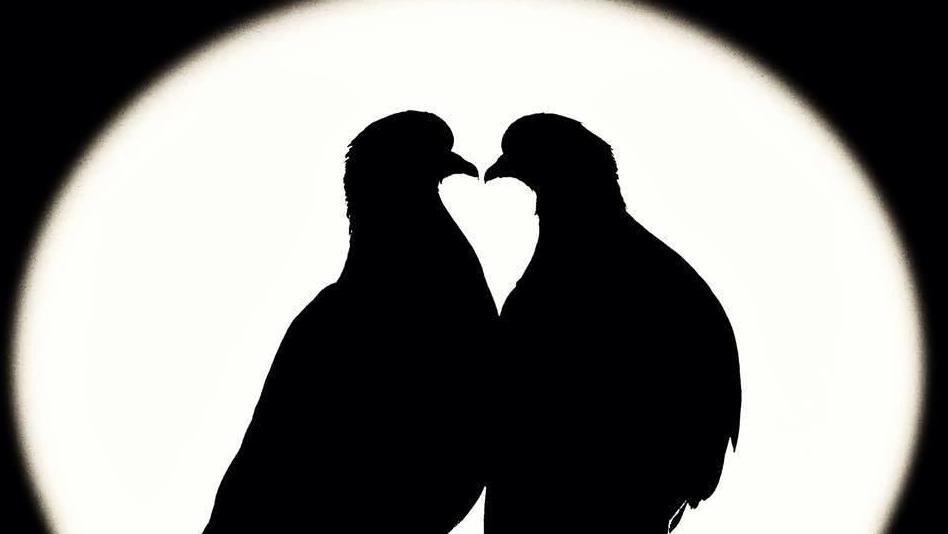 Two birds silhouetted by moonlight with a heart shape formed by their necks and beaks 