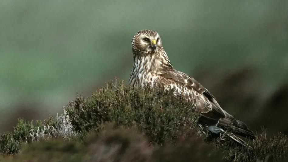 A hen harrier in its nest.