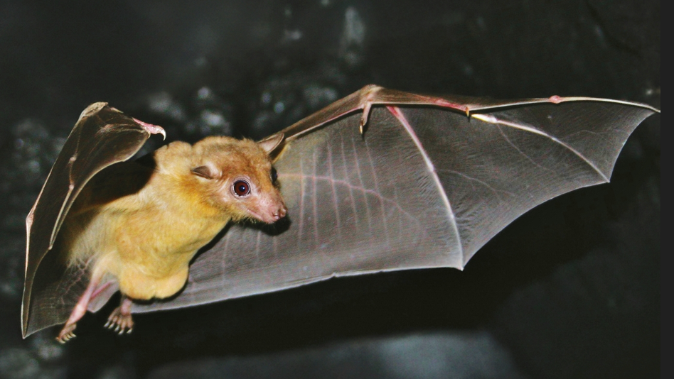 A yellow-tinged bat with wings outspread flying through a night sky