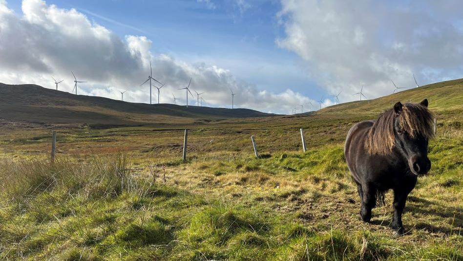 A Shetland pony in front of the Viking wind farm