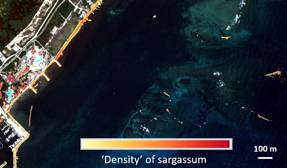 Sargassum