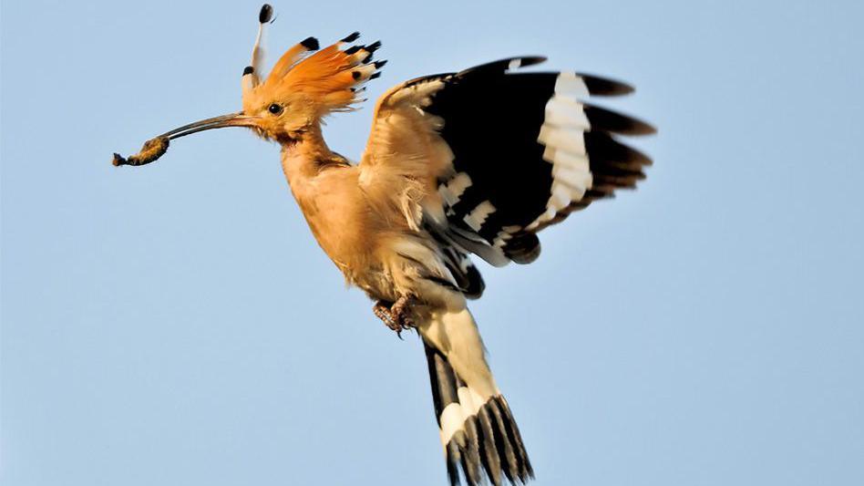 A hoopoe bird in flight against a blue sky. It has an orange/brown body with plumes on its head with black spots at the end. Its wings are back and they are black with a wide white stripe, like its tail. It's holding an insect in its beak