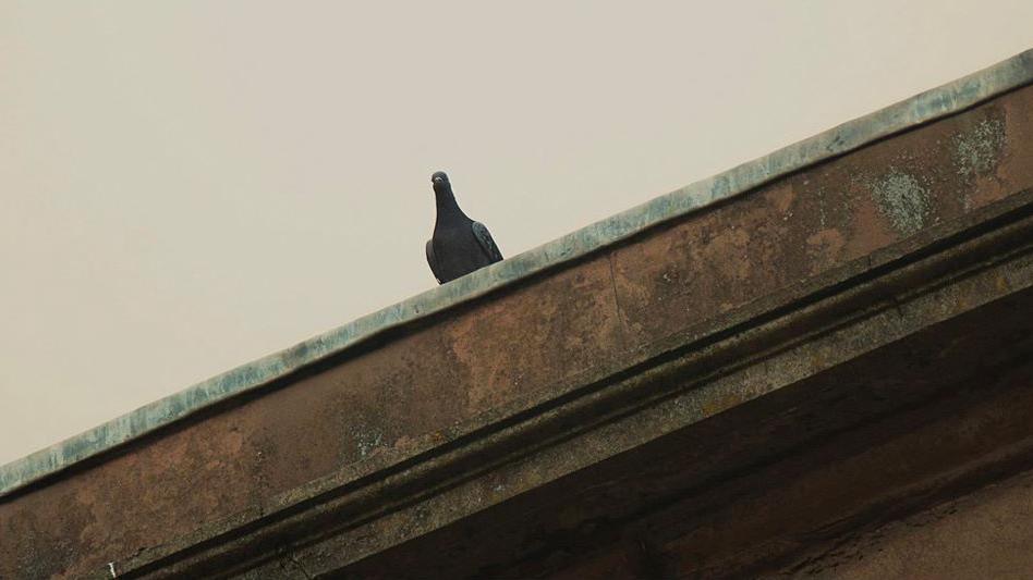 Pigeon 