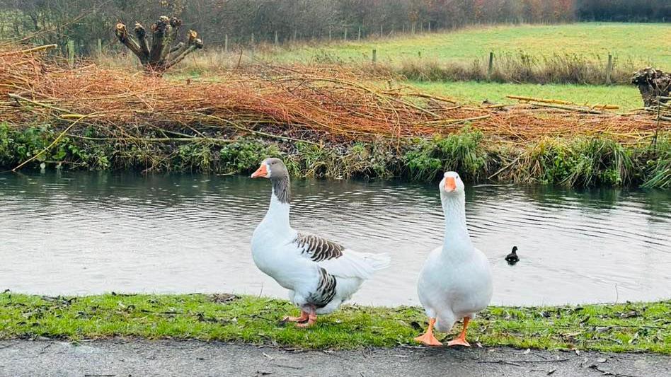 Two white geese with orange feet and beaks standing on a grassy patch beside a river on a wet and cloudy day.