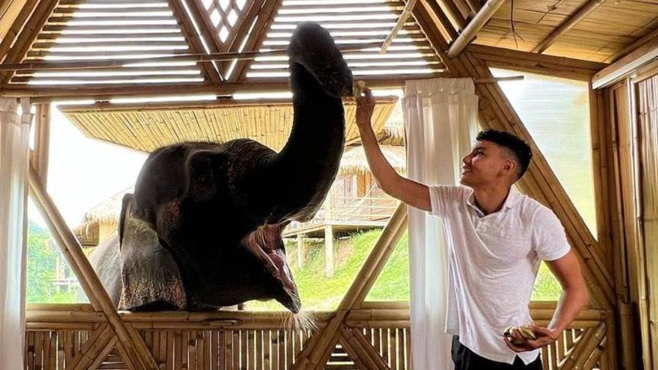 Samy Daim standing in a wooden room with an elephant's head coming through the window with its trunk extended upwards and taking food from Mr Daim's hand. Mr Daim is wearing a white T-shirt and smiling as he looks at the elephant.