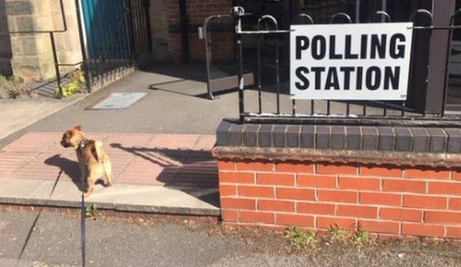 Small dog at the polling booth