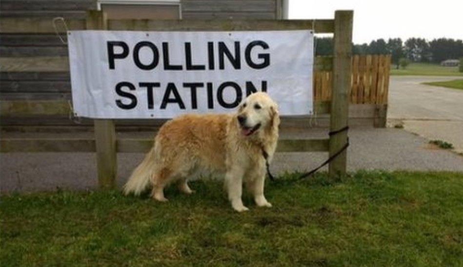 Dog tied to polling station sign