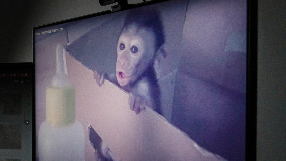 Baby Maaque with its mouth open inside a cardboard box. It is hanging on to the side and there is a bottle of milk on the other side of the box